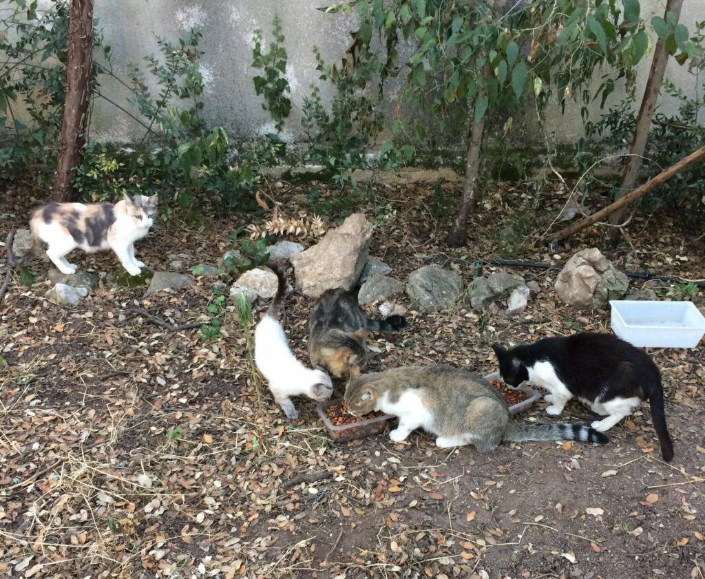 Point de nourrissage de chats libres géré pas les Pattounes du Coeur